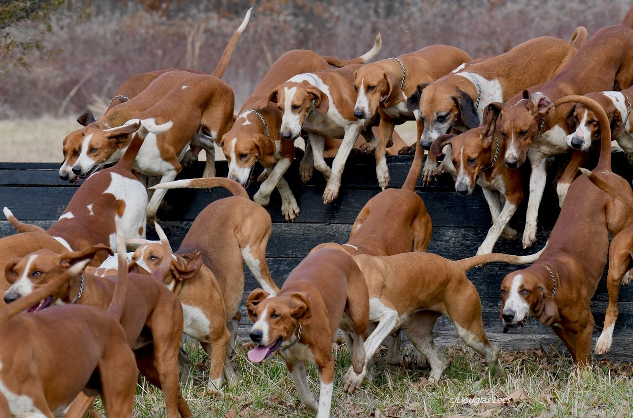 Pack of foxhounds jumping a coop