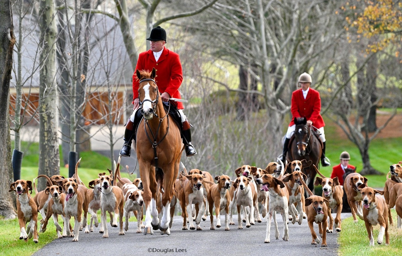 Field master leading a pack of foxhounds down a country road